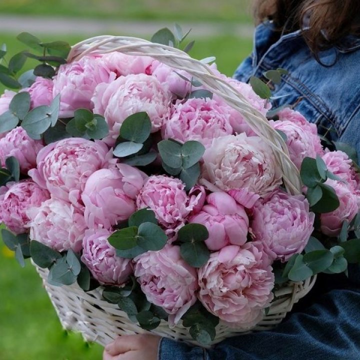 51 пион в корзине в Фукуоке
